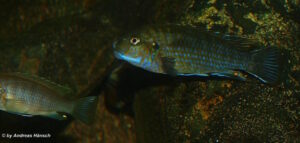 Labidochromis flavigulis